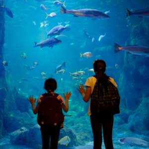 two young girls looking into a large aquarium